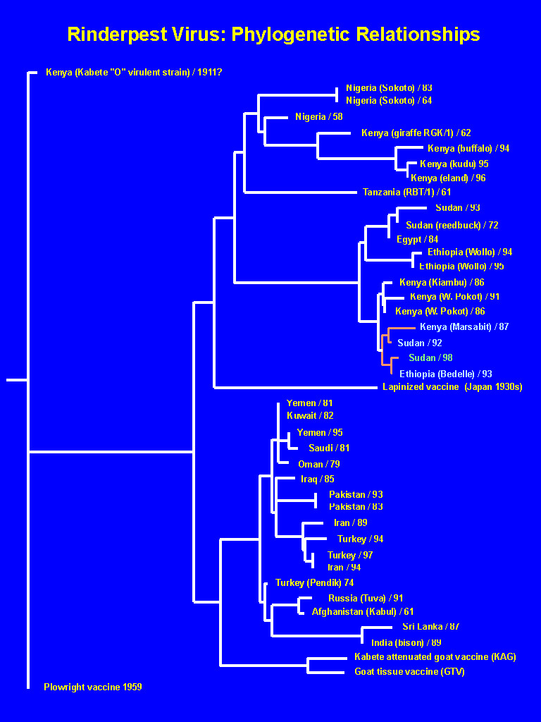 Rinderpest-2.JPG (229003 bytes)